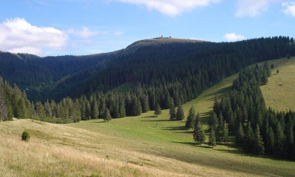 Grassy hillside of Feldberg Mountain, Germany, featuring scattered trees under a clear blue sky.