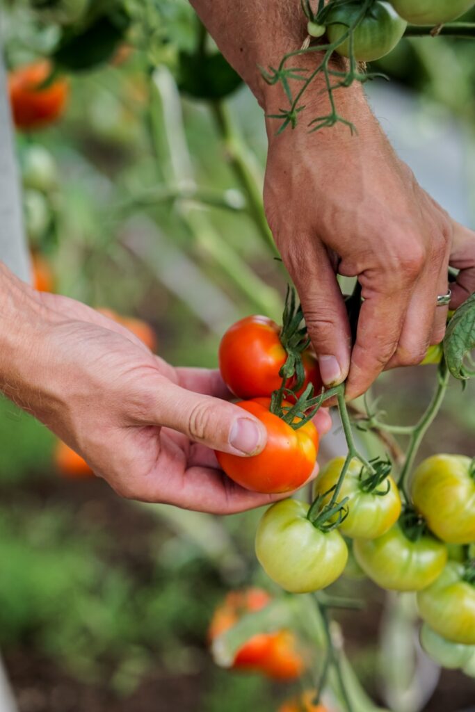 Sunday & Quiet Hours in Germany: The Complete Survival Guide 13 Gardener's hands picking ripe red tomatoes from a plant inside a greenhouse.