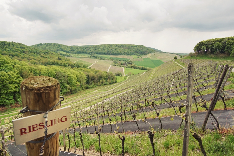 Middle Rhine Valley 14 Sign labeled "resisting" on a wooden post, set against a backdrop of a sprawling vineyard with grapevines.