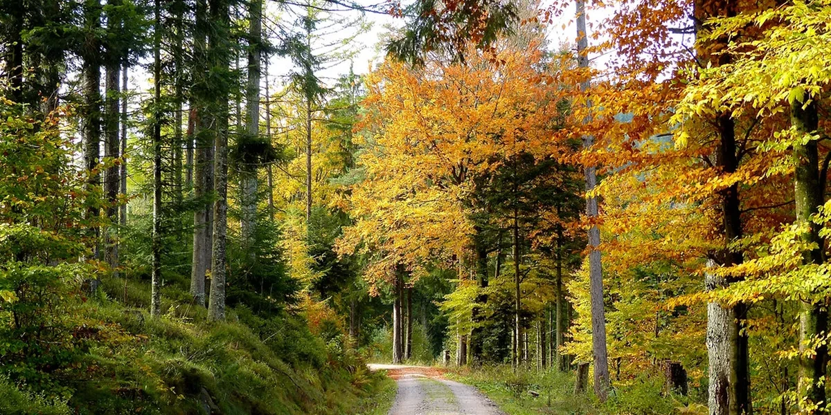 Scenic view and travel landmark guide for Black Forest, Germany